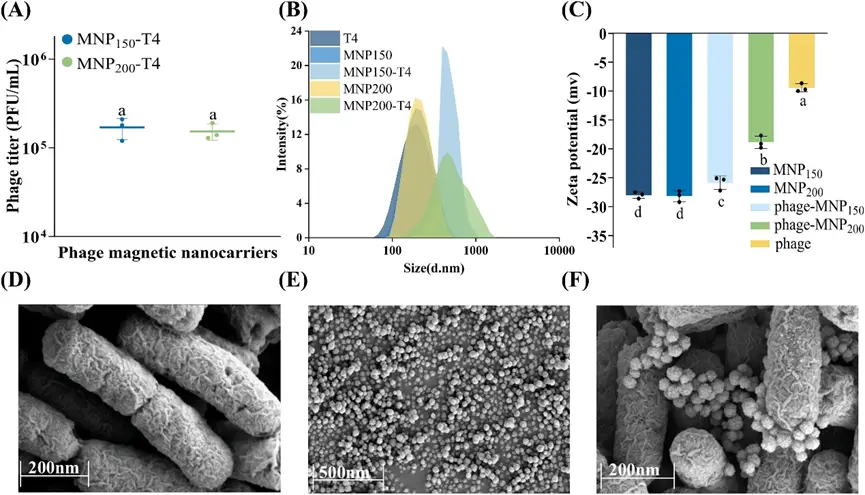 图5 噬磁性纳米载体的表征 图5 噬磁性纳米载体的表征