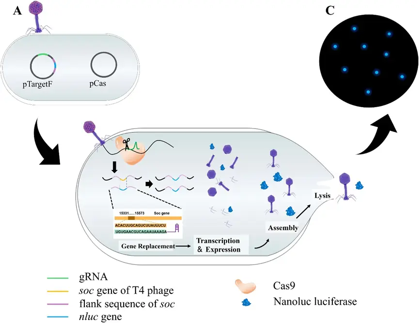 通过CRISPR/Cas9修饰噬菌体基因组 通过CRISPR/Cas9修饰噬菌体基因组