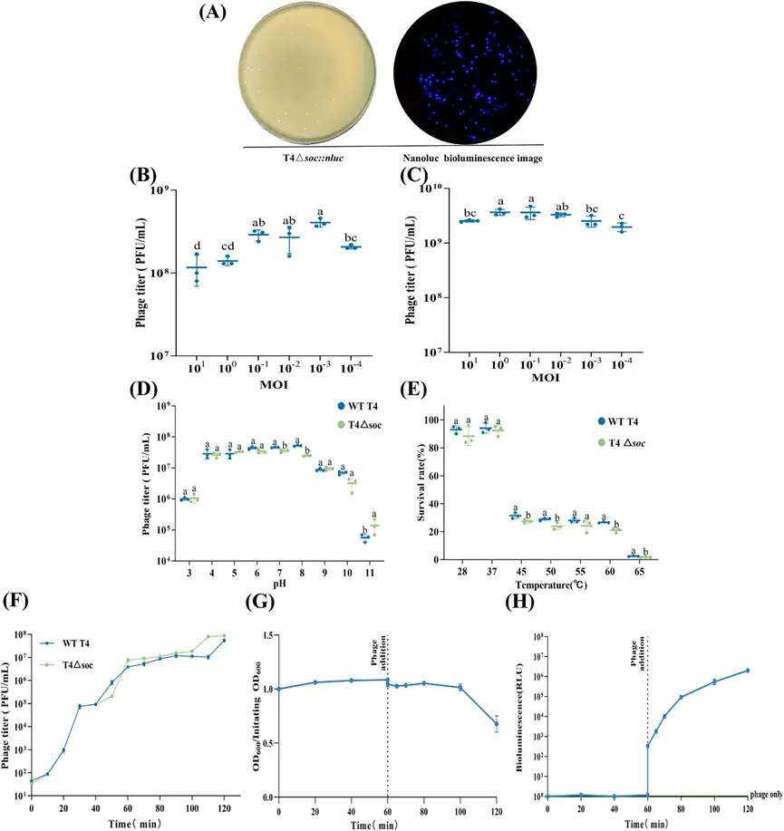 图4 生物发光-报告基因T4Δsoc::nluc的表征 图4 生物发光-报告基因T4Δsoc::nluc的表征