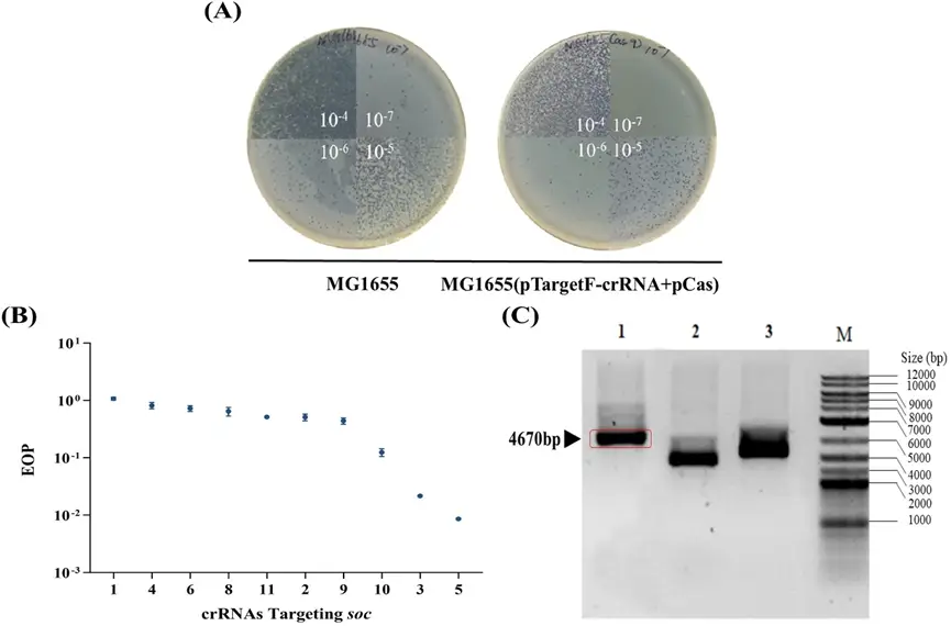 图2 (A)靶向T4噬菌体crRNA的选择和切割效率(MG 1655 图2 (A)靶向T4噬菌体crRNA的选择和切割效率(MG 1655