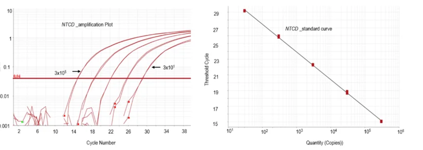 NTCD qPCR标准曲线与扩增效率分析图