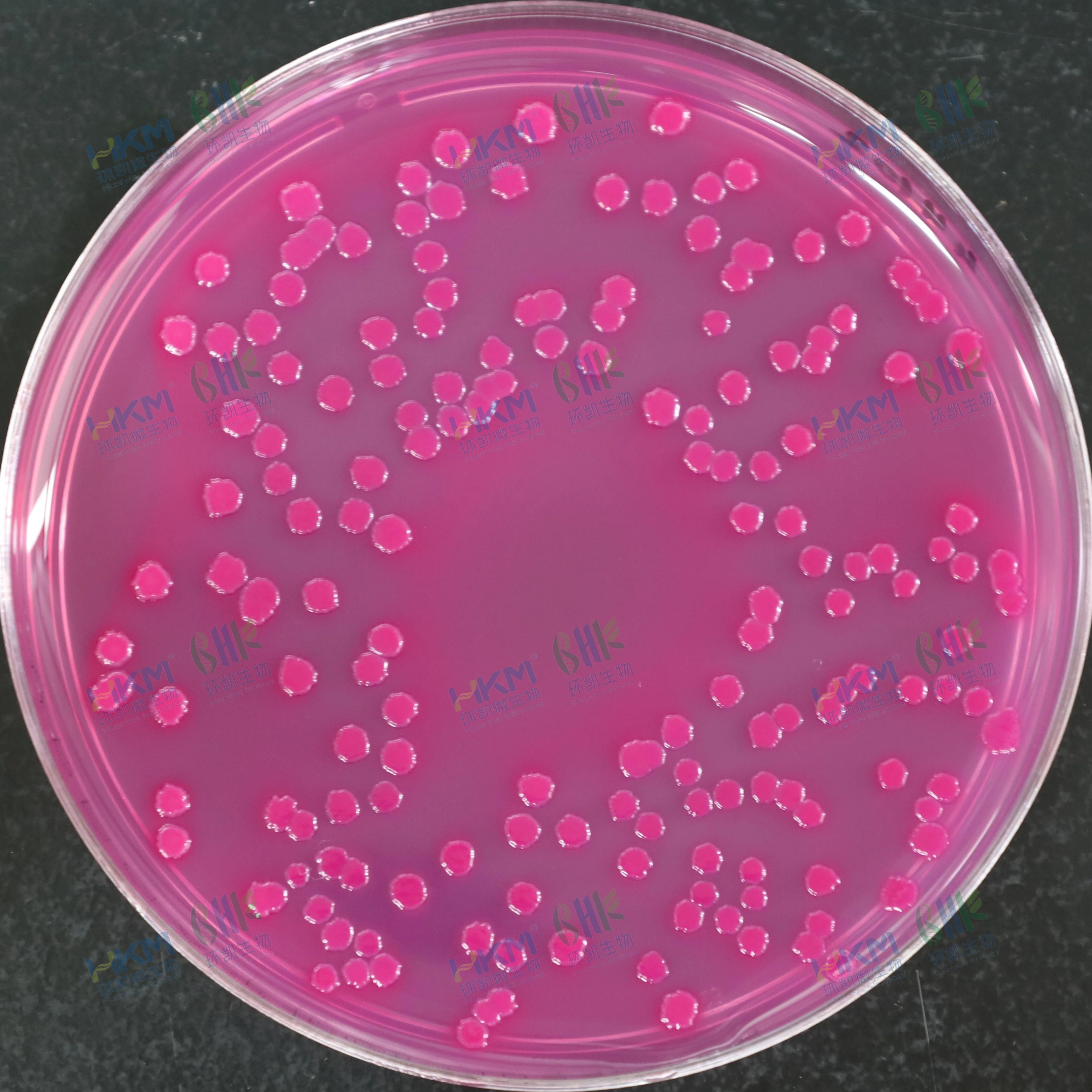 大肠埃希氏菌CMCC(B)44102【紫红色菌落,可有胆盐沉淀圈】 大肠埃希氏菌CMCC(B)44102【紫红色菌落,可有胆盐沉淀圈】