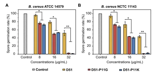 经8、16和32 μg/mL 肽处理的蜡样芽孢杆菌ATCC 14579（A）和蜡样芽孢杆菌NCTC 11143（B）的孢子萌发情况