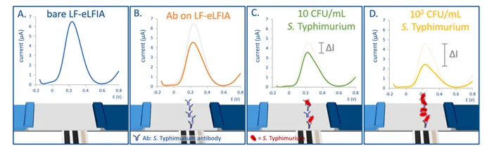 免标记信号响应：(A) 无抗体基线信号；(B) 抗体层信号衰减；(C-D) 抗原结合后电流进一步降低（ΔI定量）