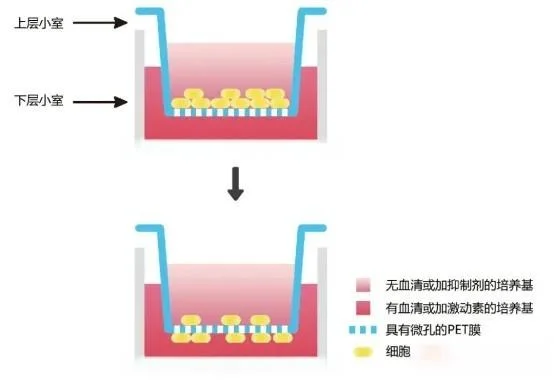Transwell实验原理图
