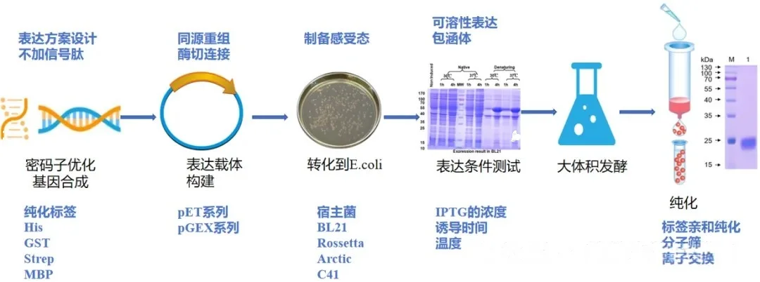 大肠杆菌表达系统的工作流程