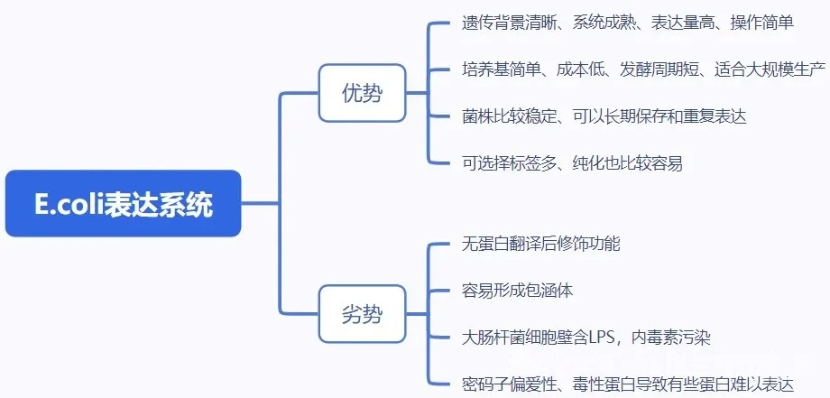 大肠杆菌表达系统的优势与劣势