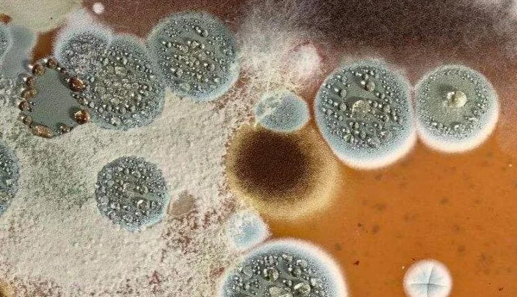 霉菌酵母生物图