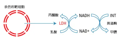 LDH释放法检测原理