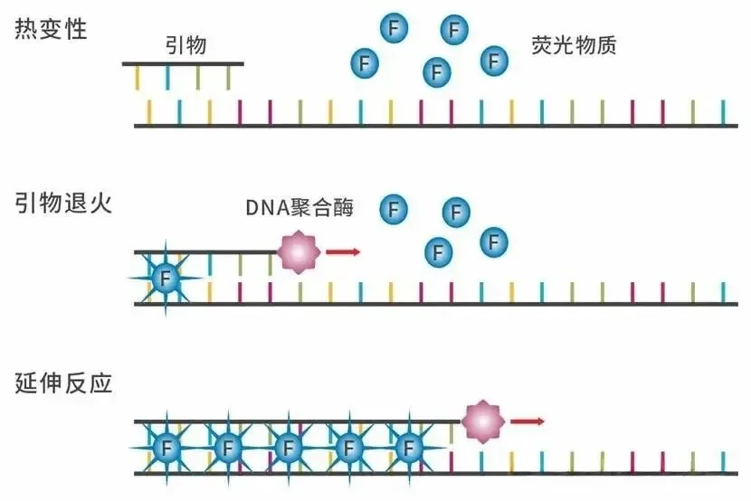 非特异性染料:通过嵌入双链DNA小沟后发出强荧光 非特异性染料:通过嵌入双链DNA小沟后发出强荧光
