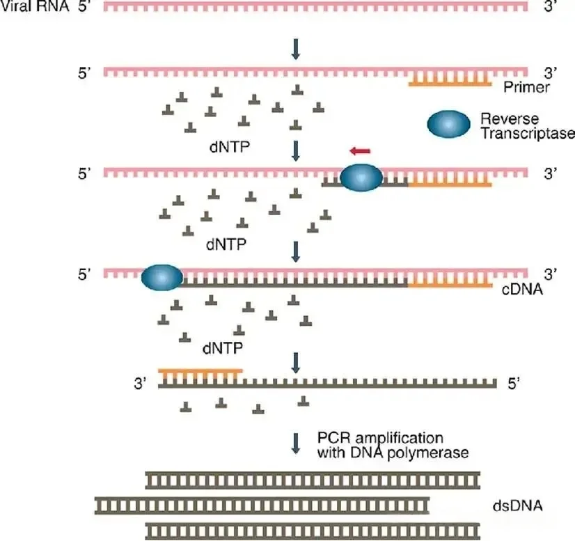 逆转录聚合酶链式反应(Reverse transcription PCR,RT-PCR) 逆转录聚合酶链式反应(Reverse transcription PCR,RT-PCR)