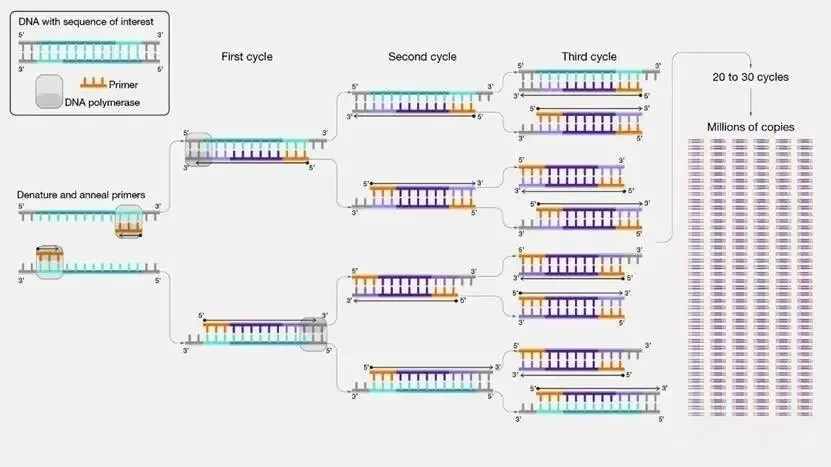 聚合酶链式反应(Polymerase chain reaction,PCR) 聚合酶链式反应(Polymerase chain reaction,PCR)