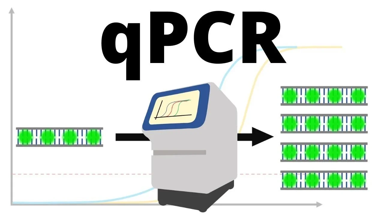 qPCR qPCR