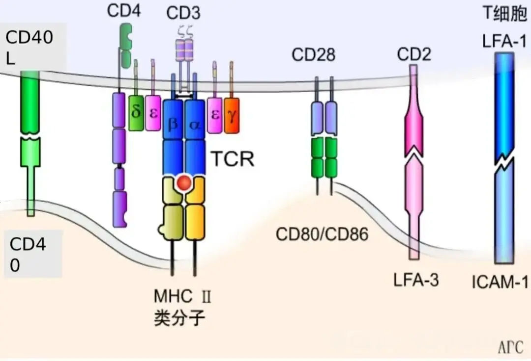 T细胞标签图 T细胞标签图