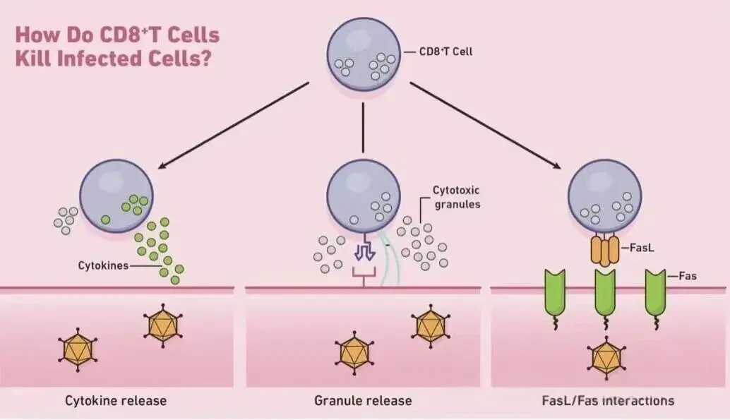 CD8+ T细胞 CD8+ T细胞