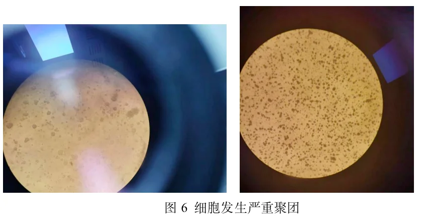 细胞发生严重聚团 细胞发生严重聚团