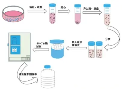 细胞冻存标准化操作流程 细胞冻存标准化操作流程