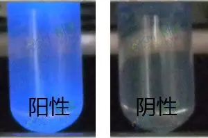 LST-MUG肉汤培养基中细菌生物特征 LST-MUG肉汤培养基中细菌生物特征