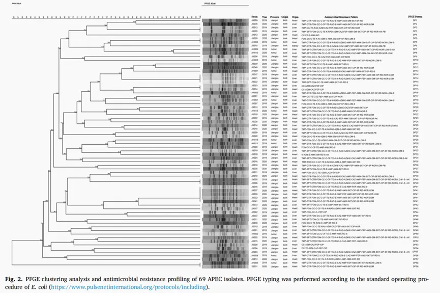 对 69 个 APEC 细菌样本进行的 PFGE 聚类分析及抗菌耐药性检测结果 对 69 个 APEC 细菌样本进行的 PFGE 聚类分析及抗菌耐药性检测结果