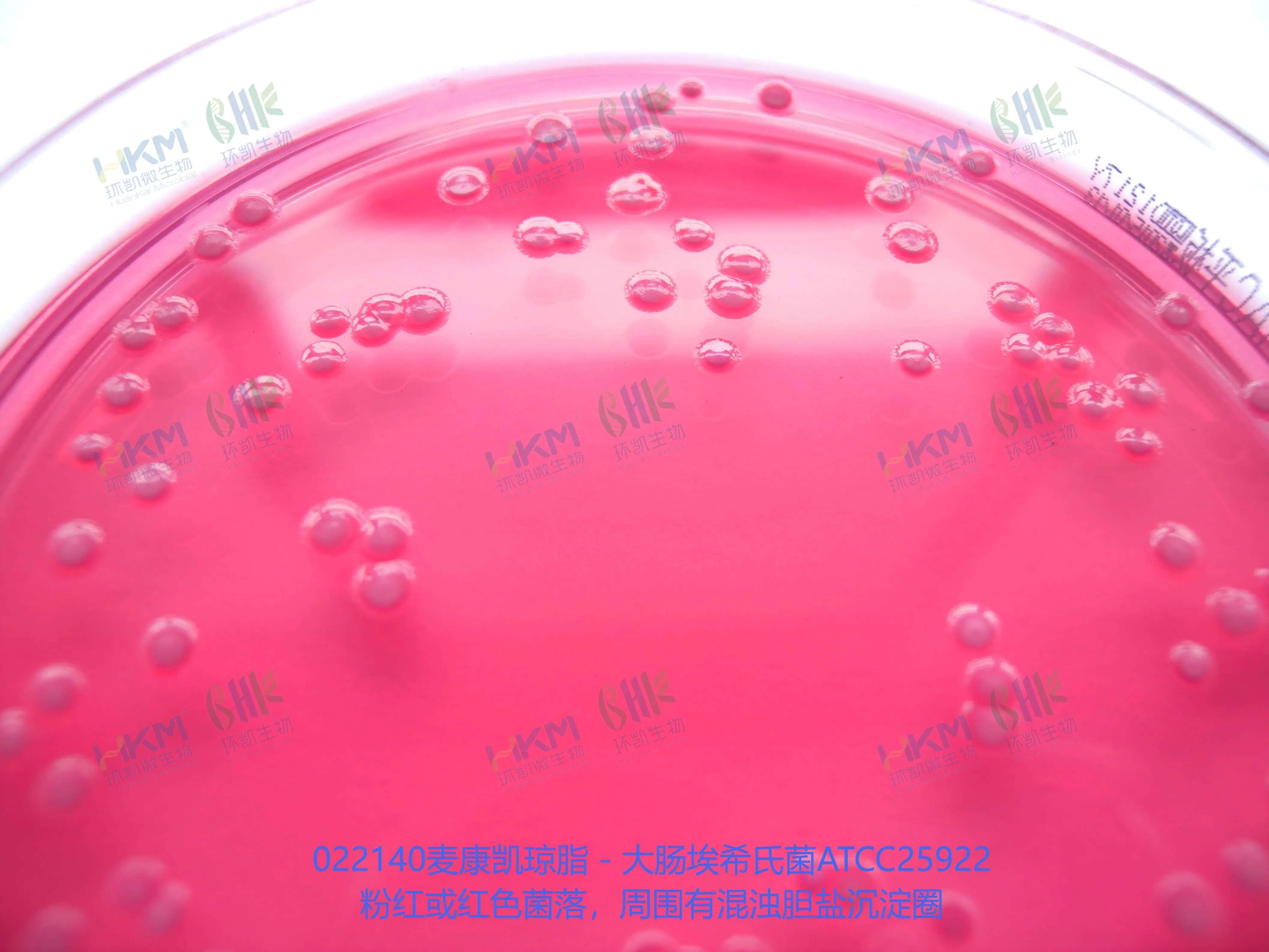 大肠埃希氏菌在麦康凯琼脂培养基上培养的菌落特征:粉红或红色菌落,周围有混浊胆盐沉淀圈 大肠埃希氏菌在麦康凯琼脂培养基上培养的菌落特征:粉红或红色菌落,周围有混浊胆盐沉淀圈