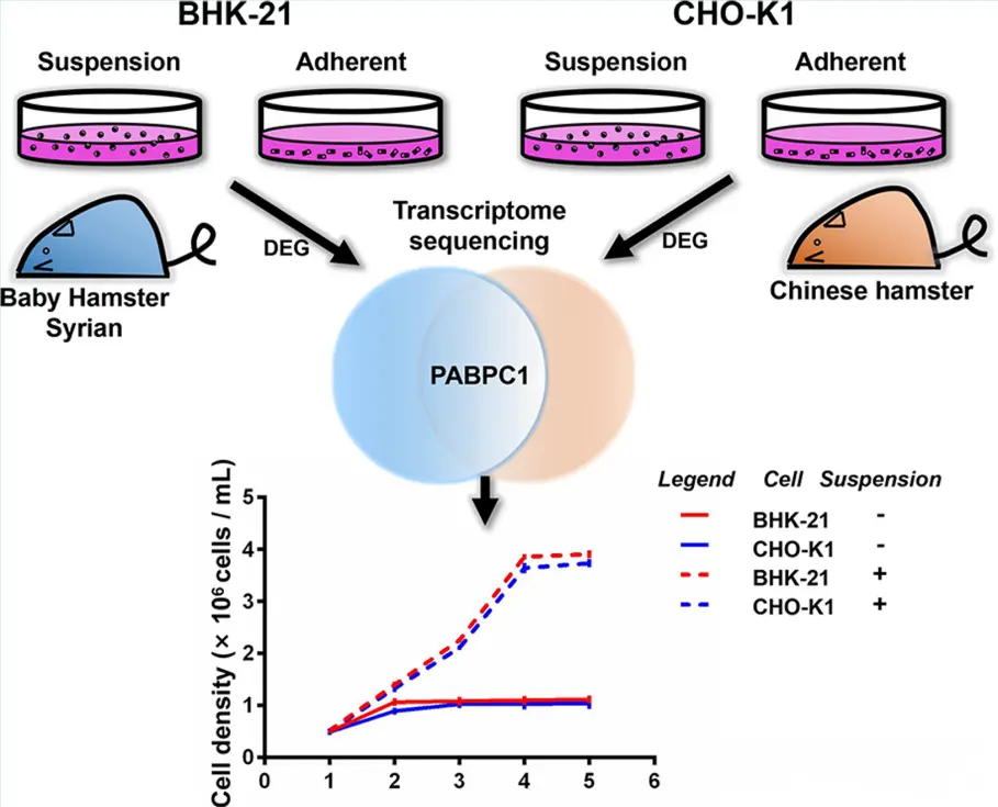 PABPC1促进BHK-21与CHO-K1悬浮细胞增殖 PABPC1促进BHK-21与CHO-K1悬浮细胞增殖