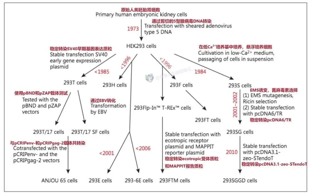 胚肾细胞系HEK293(Human Embryonic Kidney 293) 胚肾细胞系HEK293(Human Embryonic Kidney 293)