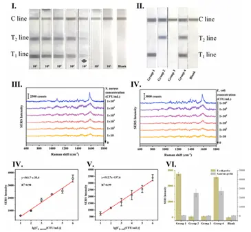 Fig.4 基于Ag@pore-Au Raman-dye MPs探针的侧流免疫层析试纸条的检测灵敏度测试