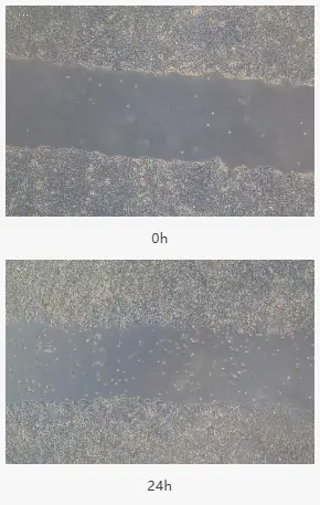 用ImageJ等软件打开图片,测量划痕区域的面积 用ImageJ等软件打开图片,测量划痕区域的面积