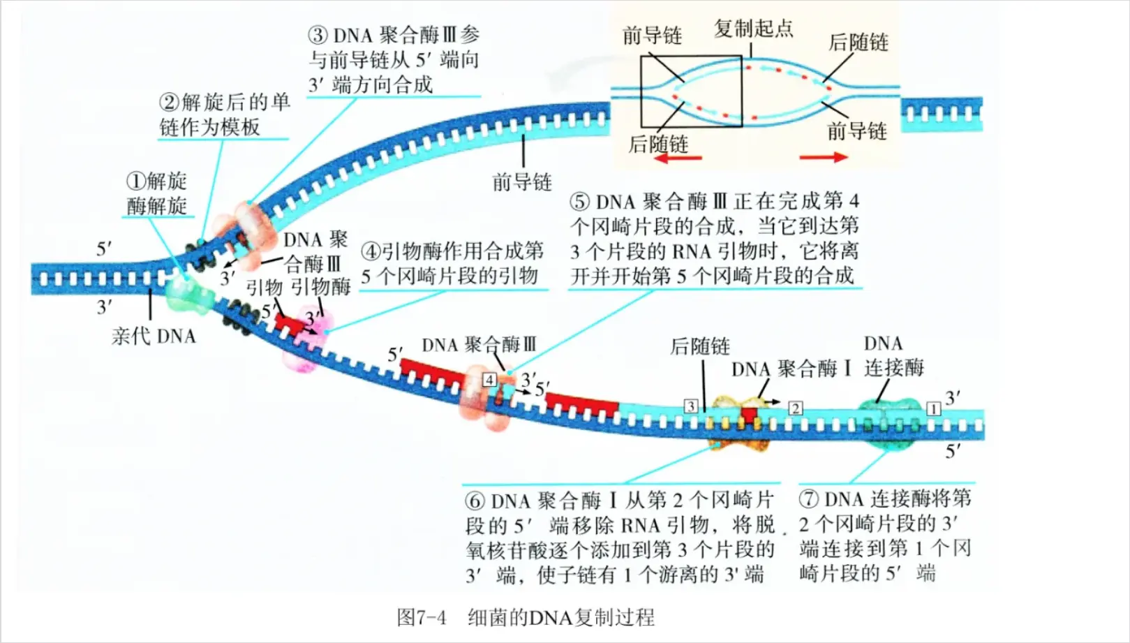 细菌的DNA复制 细菌的DNA复制