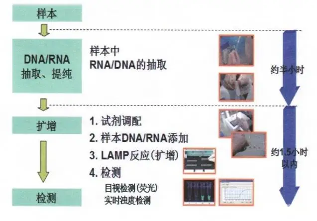 实时荧光PCR(qPCR)与环介导等温扩增技术(LAMP)具体过程 实时荧光PCR(qPCR)与环介导等温扩增技术(LAMP)具体过程