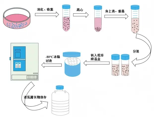 贴壁细胞冻存操作示意图 贴壁细胞冻存操作示意图