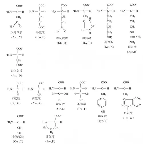 非必需氨基酸的补充价值 非必需氨基酸的补充价值