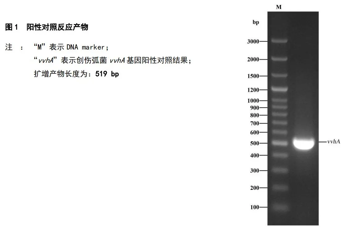 创伤弧菌 PCR 检测试剂盒结果判读 创伤弧菌 PCR 检测试剂盒结果判读