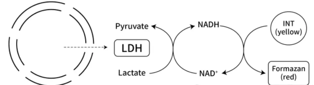 LDH乳酸脱氢酶检测