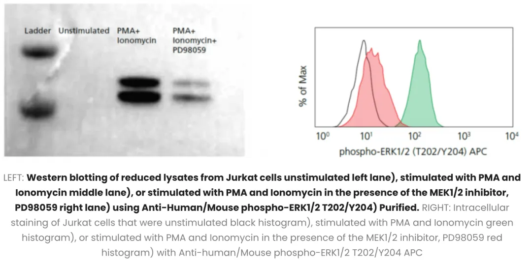 Western blotting of reduced lysates from Jurkat cells unstimulated left lane)