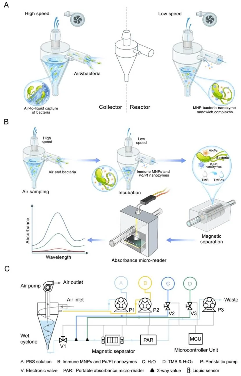 空气传播细菌检测的 3D 打印一体化旋风收集 / 反应器比色生物传感器原理与流程示意图 空气传播细菌检测的 3D 打印一体化旋风收集 / 反应器比色生物传感器原理与流程示意图