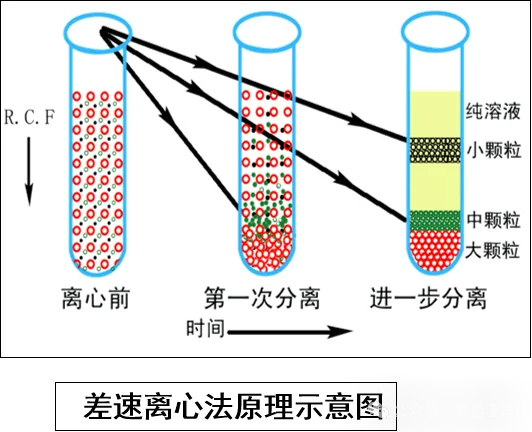 差速离心法原理示意图