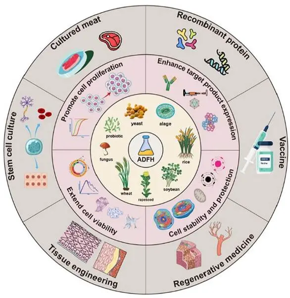 Graphical abstract