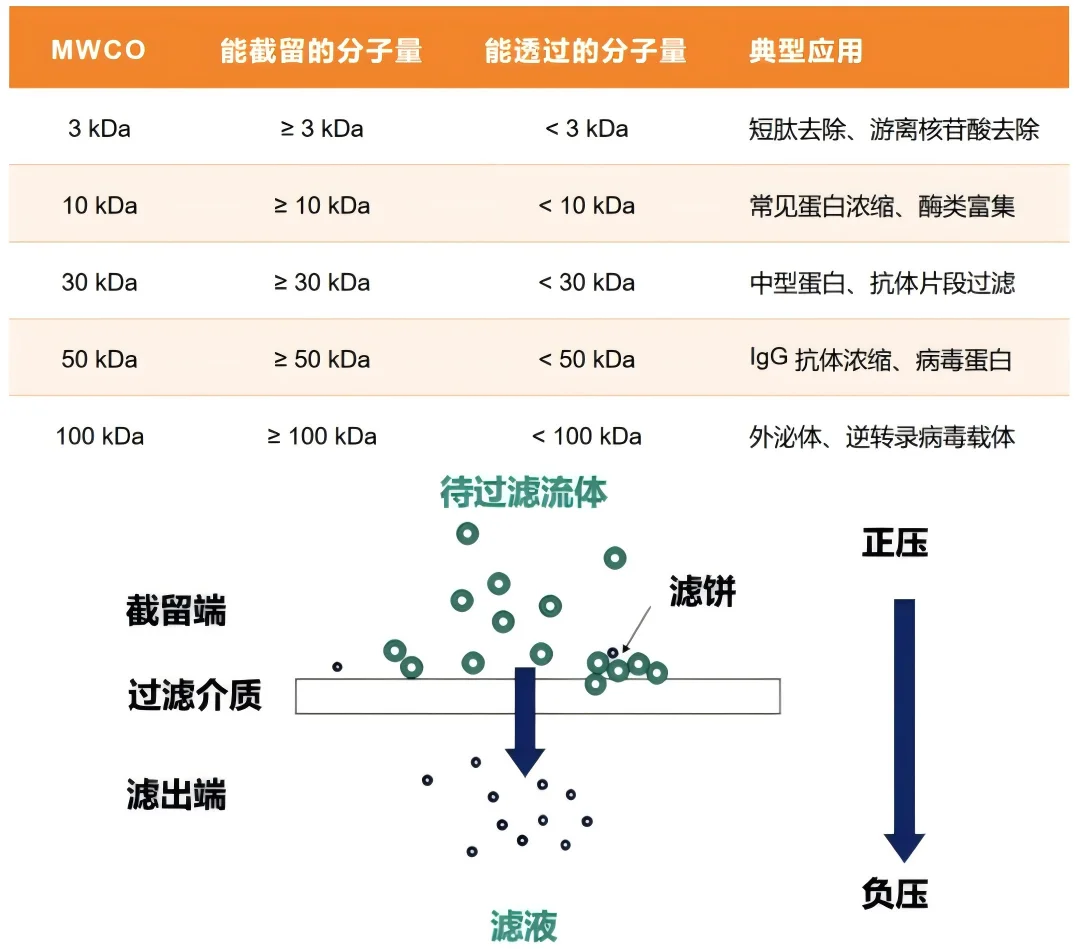 选用 MWCO 偏大的超滤管，目标分子渗漏进入滤液，样品回收率下降。选用 MWCO 偏小的超滤管，溶液通过滤膜速度变慢，延长离心时长，增加蛋白吸附与聚集概率